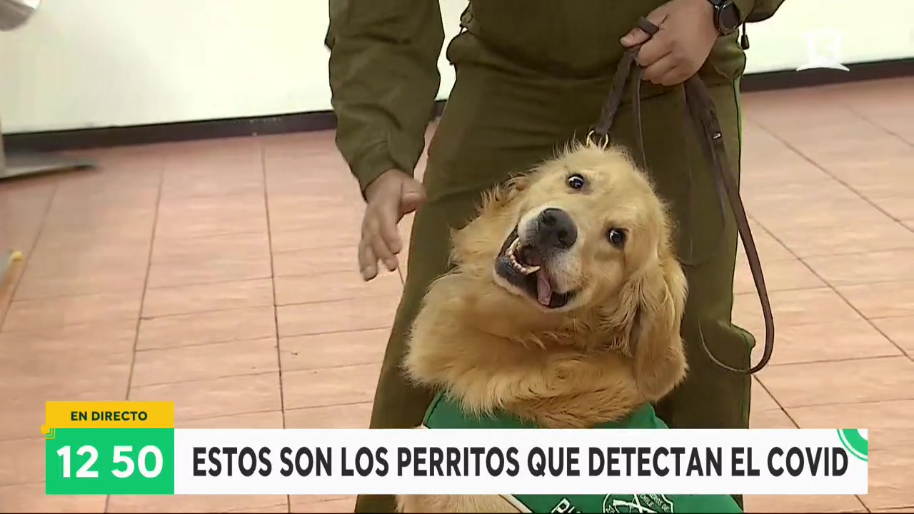 Carabineros presenta a perritos que detectan el Covid-19