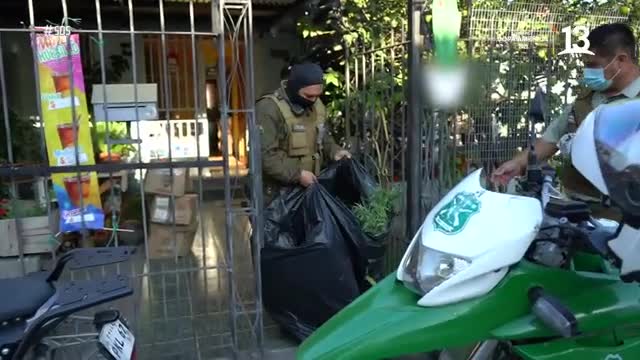 SOS: Autoridades descubren planta de cannabis en plena vía pública
