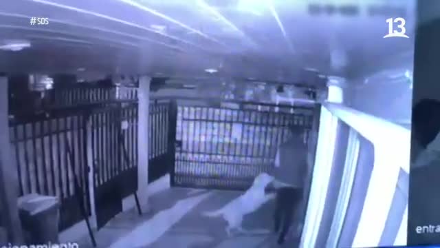 Perrita guardián impide que entren a su casa