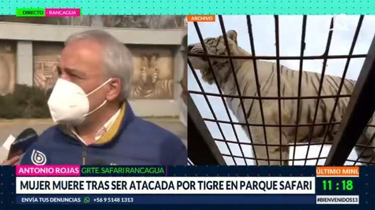 Mujer muere tras ser atacada por tigre en Parque Safari de Rancagua