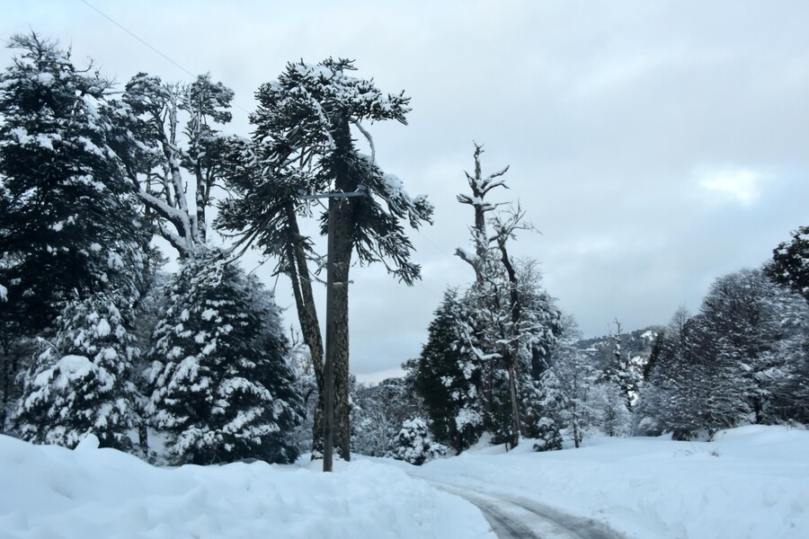 Nieve