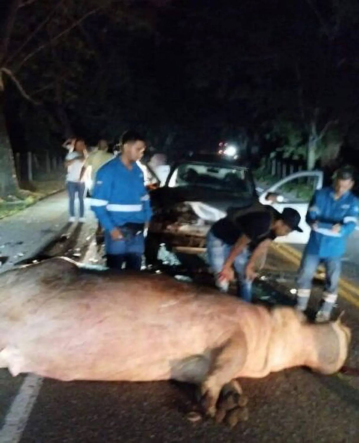 Hipopótamo de Pablo Escobar muere en trágico accidente de tránsito | 13.cl