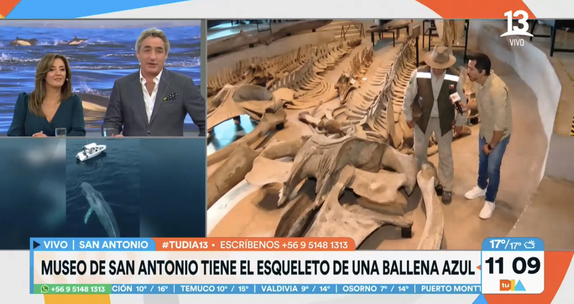 En el Mes del Mar conocimos el esqueleto de una ballena azul