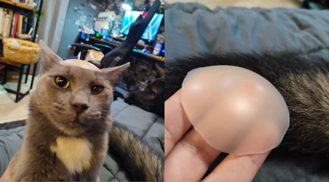 gato