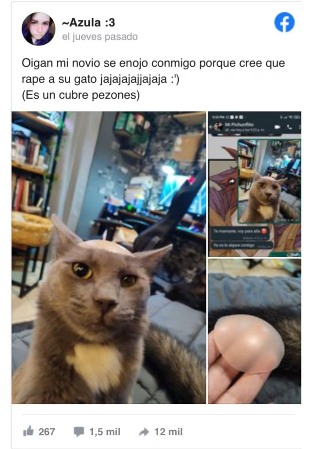 gato