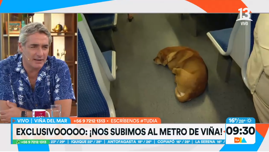 Perrito iba viajando en el Metro de Viña - Créditos: Captura Tu Día