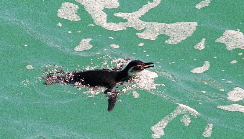 Científicos descubren nuevas colonias de pingüinos desde el espacio