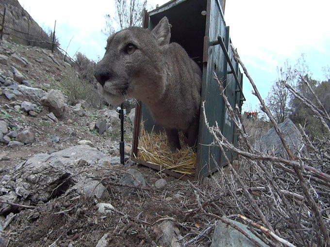 Puma capturado en Lo Barnechea es regresado a la naturaleza