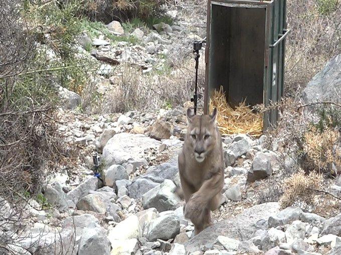 Puma capturado en Lo Barnechea es regresado a la naturaleza