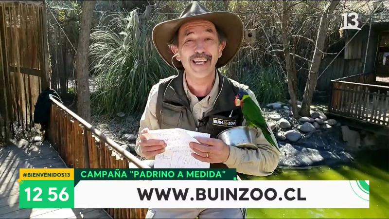 Padrino a Medida, Buin Zoo