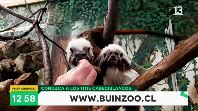 Buin Zoo