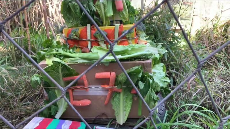 Buin Zoo celebra a Sandai