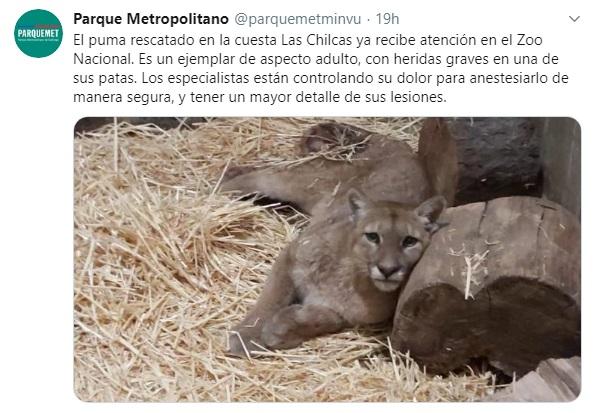 Puma rescatado por el Zoológico Nacional muere por heridas de disparos
