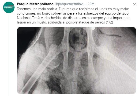 Puma rescatado por el Zoológico Nacional muere por heridas de disparos