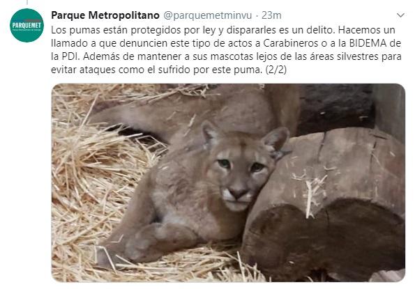 Puma rescatado por el Zoológico Nacional muere por heridas de disparos
