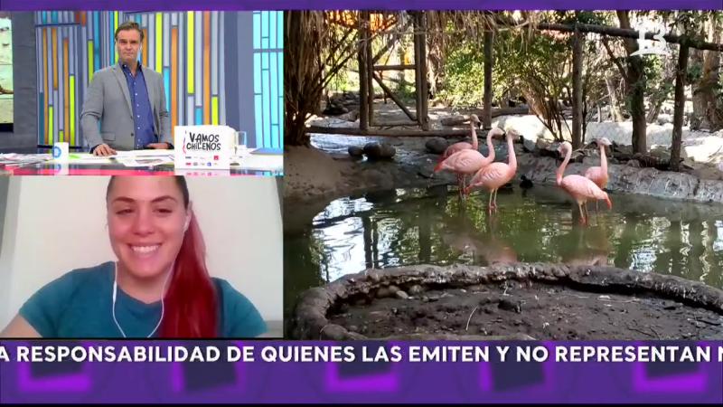 “Se sacan la…”: El chilenismo que Amaro Gómez-Pablos dijo en cámara