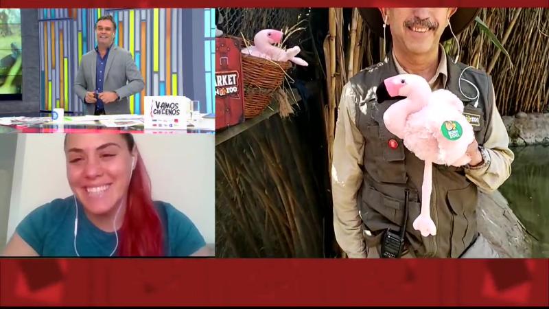 “Se sacan la…”: El chilenismo que Amaro Gómez-Pablos dijo en cámara