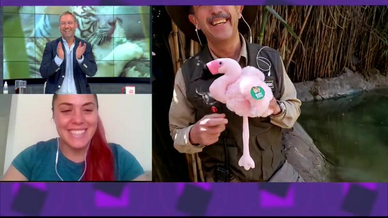 “Se sacan la…”: El chilenismo que Amaro Gómez-Pablos dijo en cámara