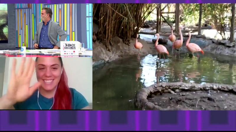 “Se sacan la…”: El chilenismo que Amaro Gómez-Pablos dijo en cámara