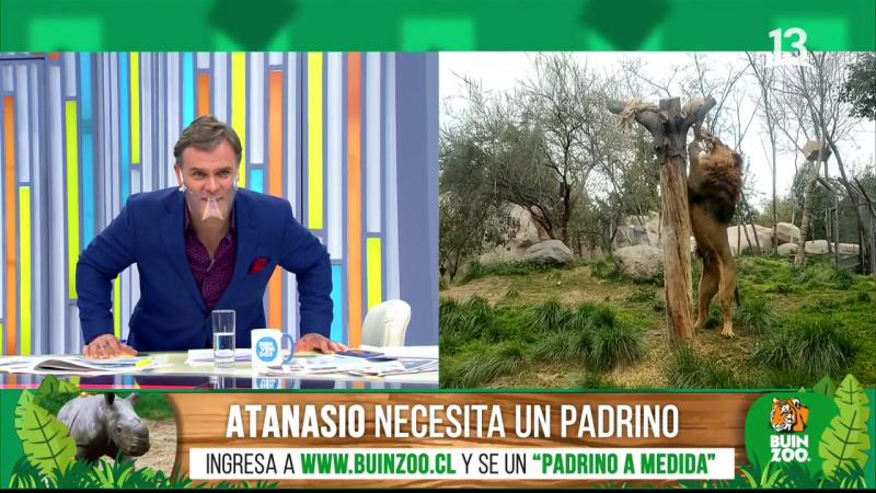 Conocimos al joven y activo “Rey” del Buin Zoo