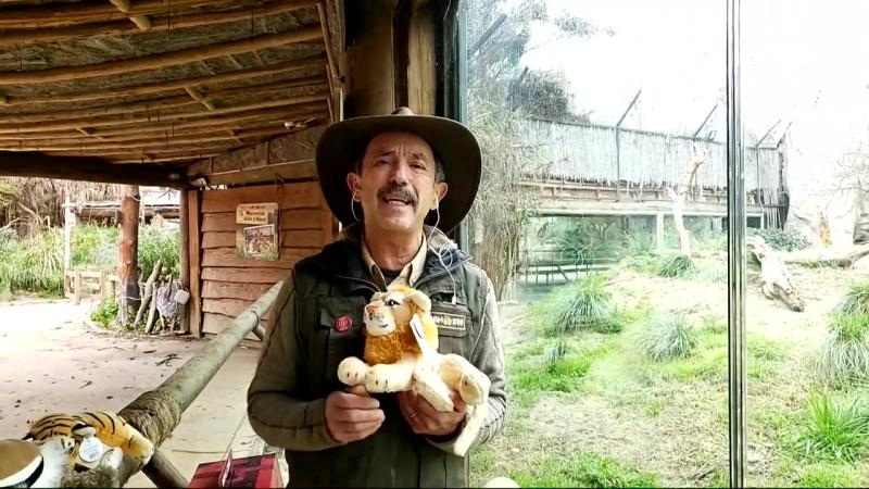 Conocimos al joven y activo “Rey” del Buin Zoo