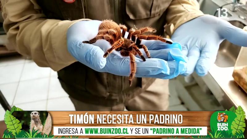 Conocimos el rincón más misterioso del Buin Zoo