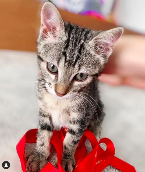 Gato de Gala Caldirola