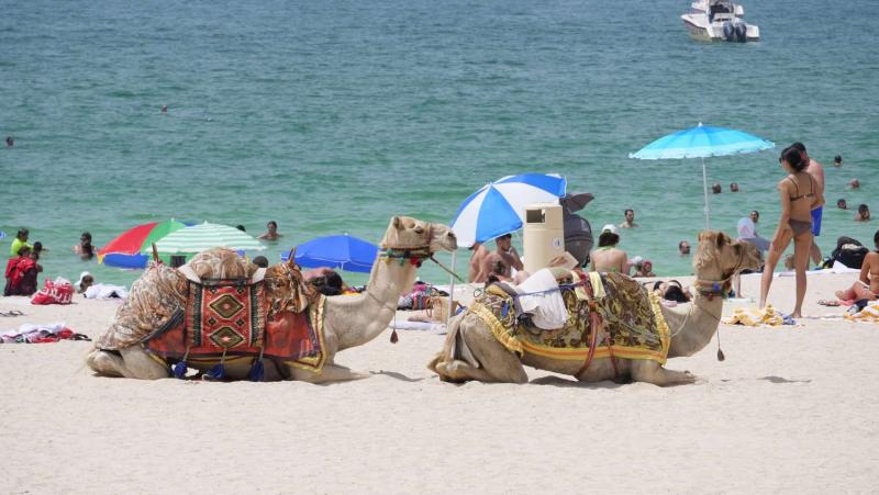 Siempre Hay un Chileno