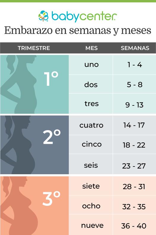 Tabla de semanas y trimestres del embarazo