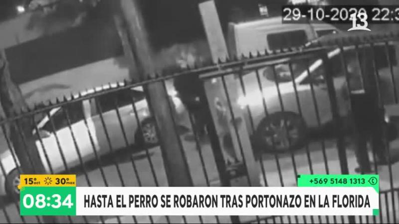 Encontraron a perrito