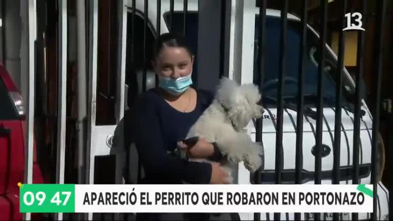 Encontraron a perrito
