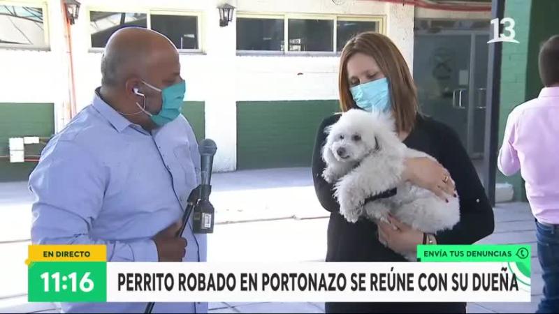 encontraron a perrito