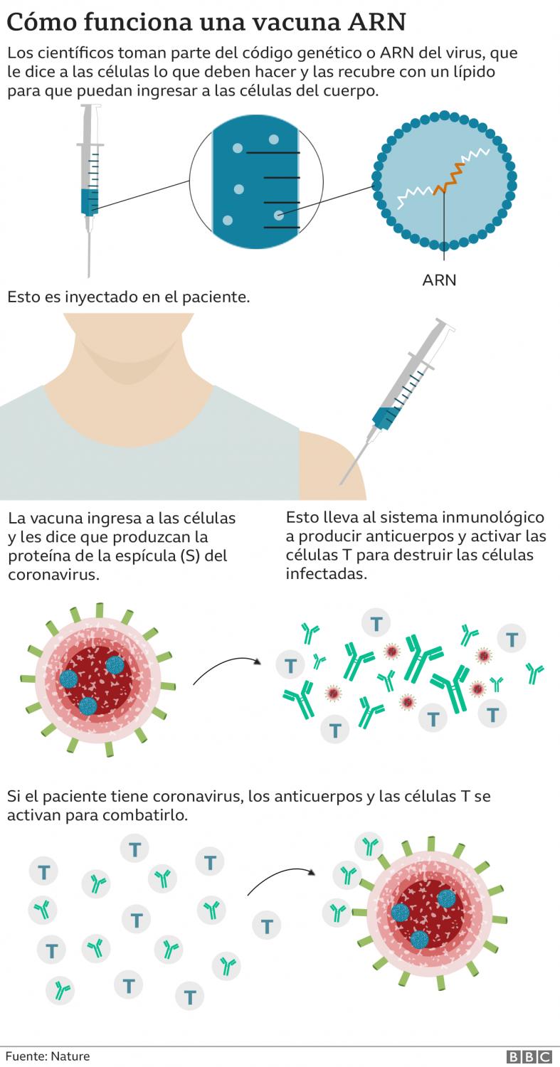 Infografía de la BBC sobre vacuna con ARNm