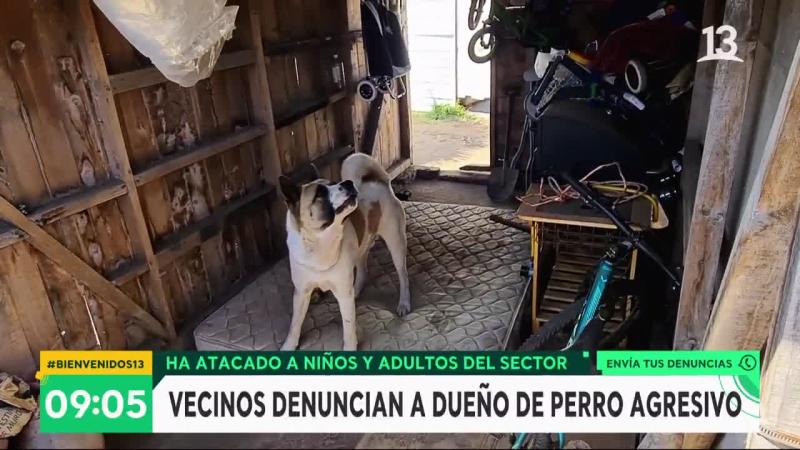 perro agresivo