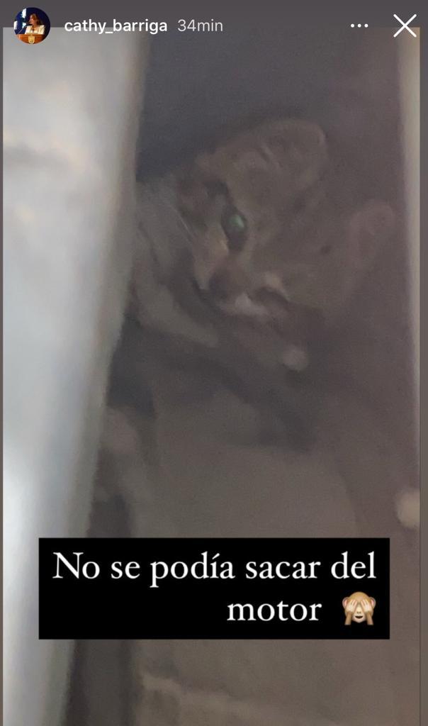 Cathy Barriga rescata a gato antes de asistir a matrimonio