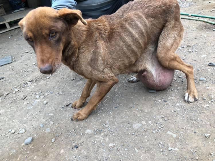 Perros de Gladys Tobar