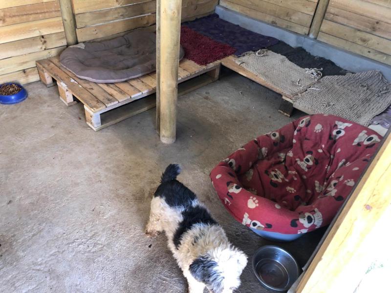 Perros de Gladys Tobar