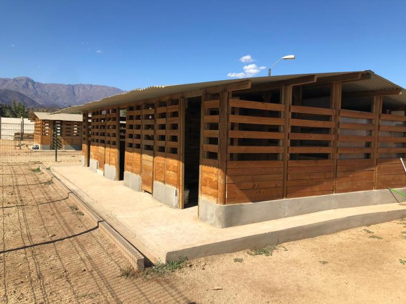 Perros de Gladys Tobar