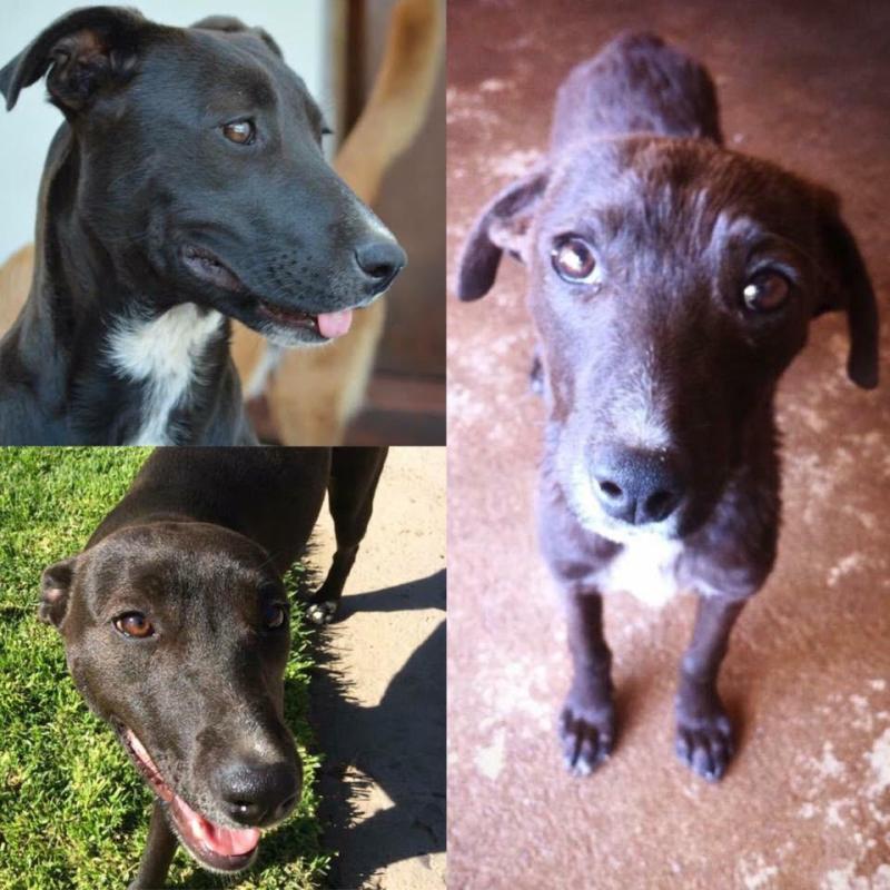 Perros de Gladys Tobar