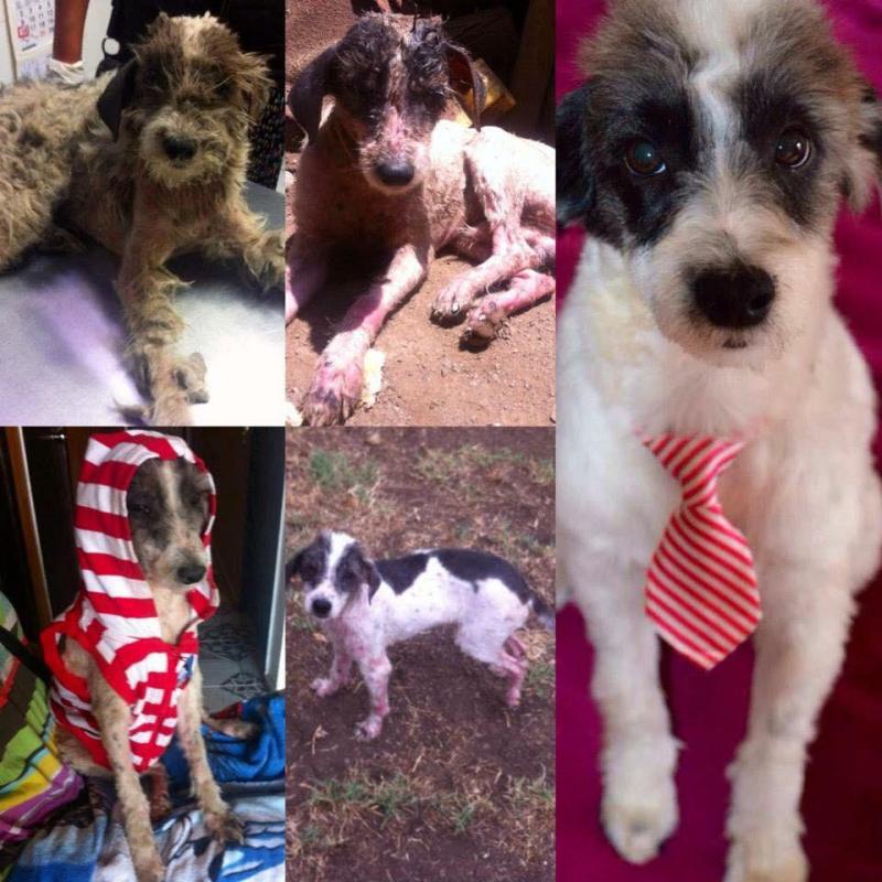 Perros de Gladys Tobar