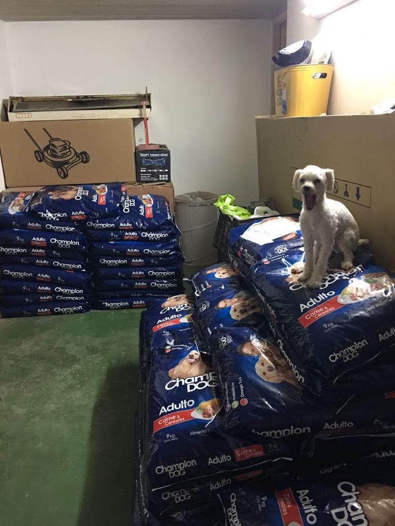 Perros de Gladys Tobar