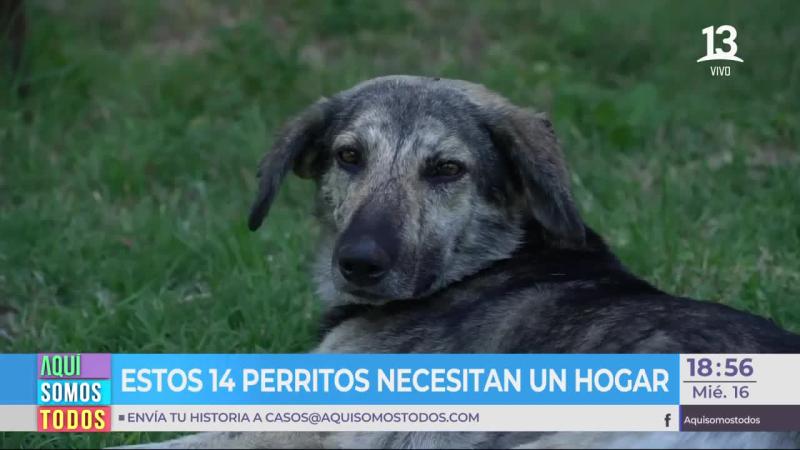 Ayudamos a encontrarle hogar a unos perritos para esta navidad