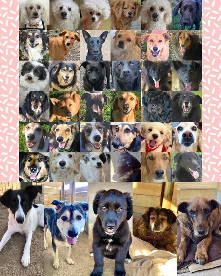 Perros de Gladys Tobar