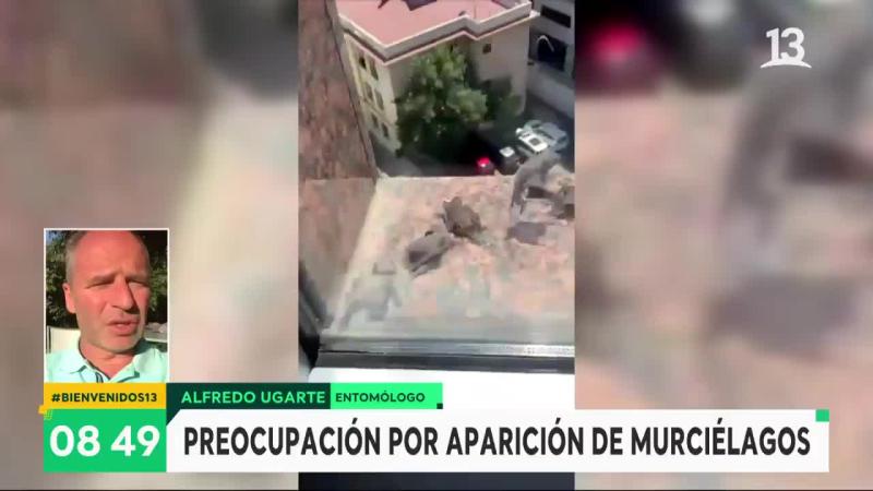 Alfredo Ugarte explicó la presencia de murciélagos en Las Condes