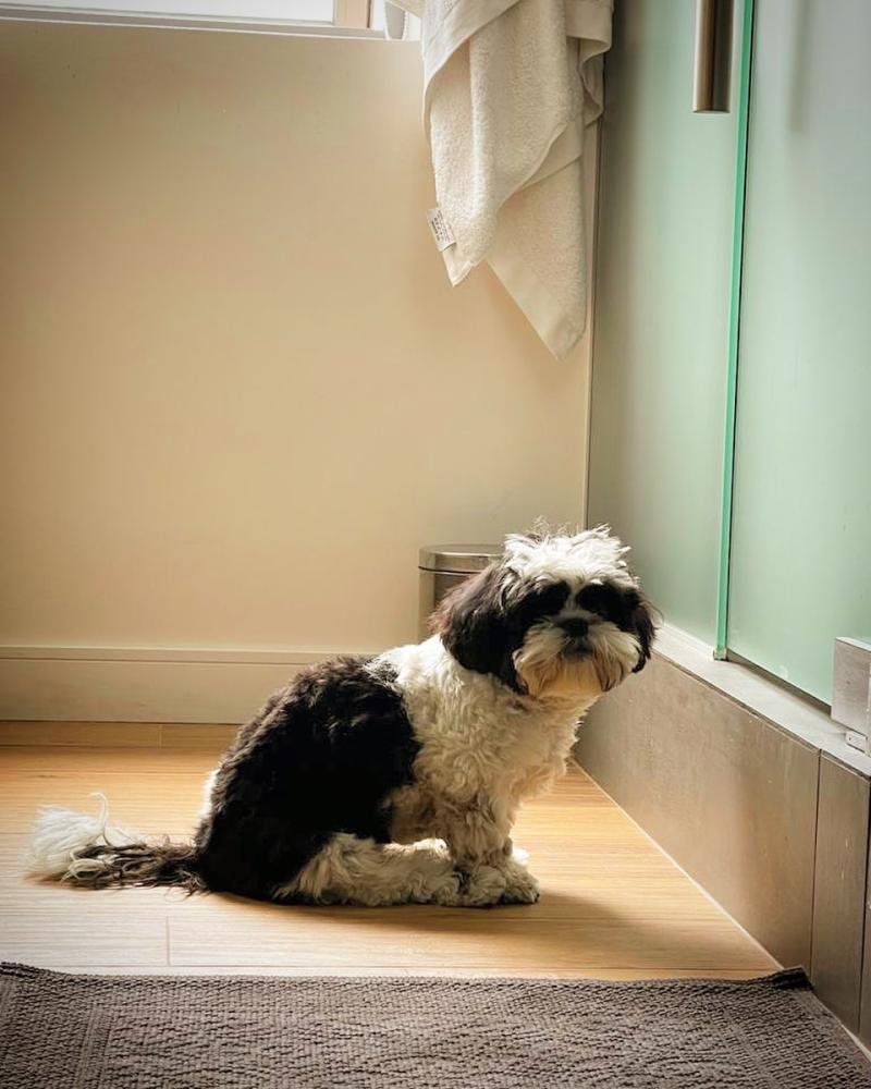 Pancho Saavedra destapa cambio de vida tras llegada de Upi, su perro