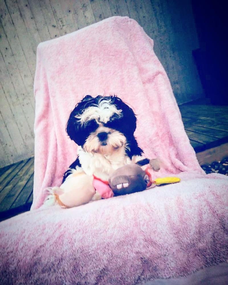 Pancho Saavedra destapa cambio de vida tras llegada de Upi, su perro