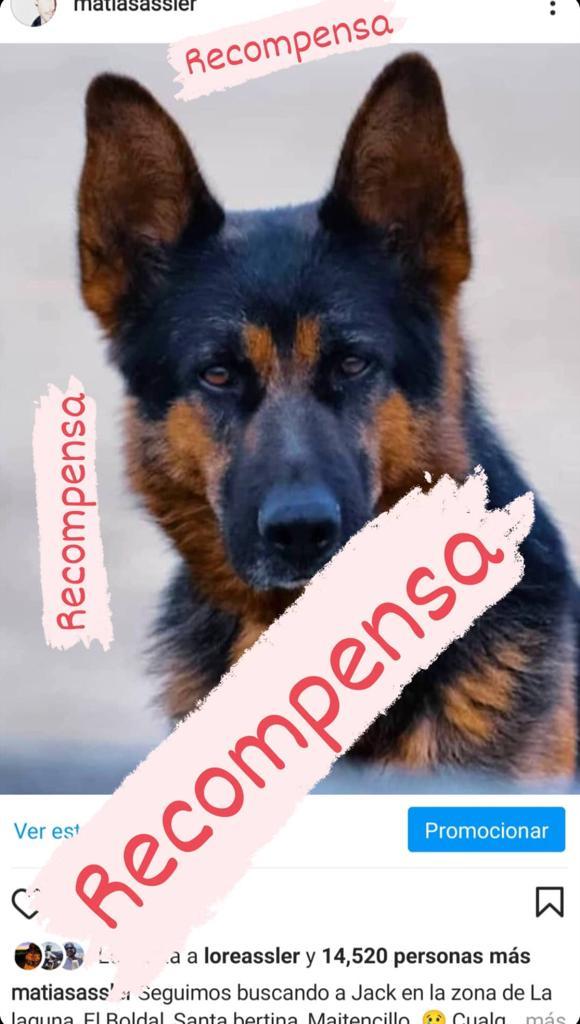 Matías Assler ofrece recompensa para encontrar a su perro