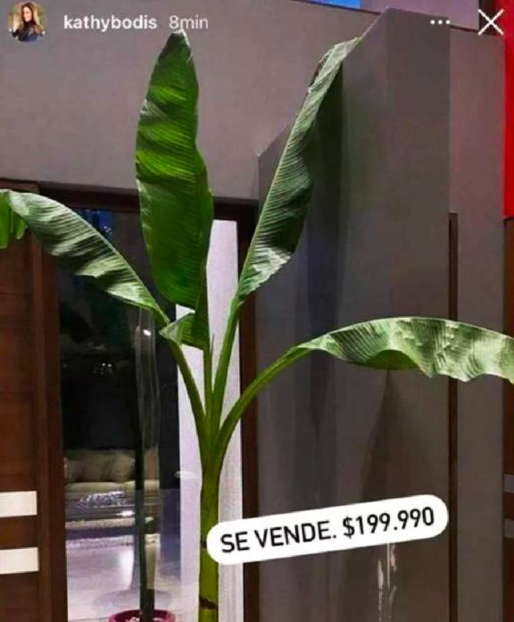 Kathy Bodis responde a burlas por vender planta a casi 200 mil pesos