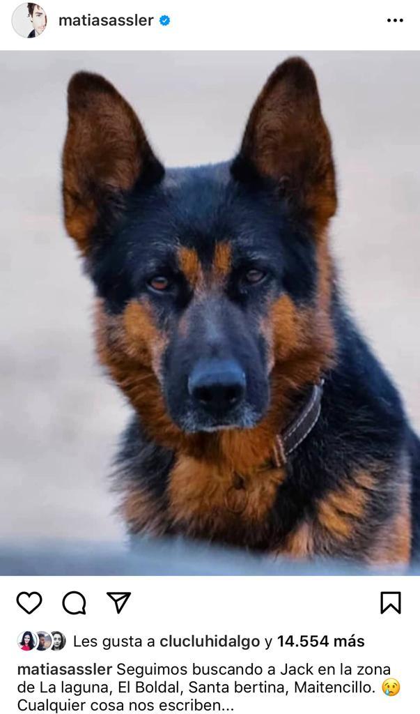 Matías Assler ofrece recompensa para encontrar a su perro