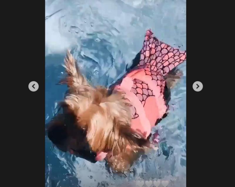 Perrita de Kel Calderón